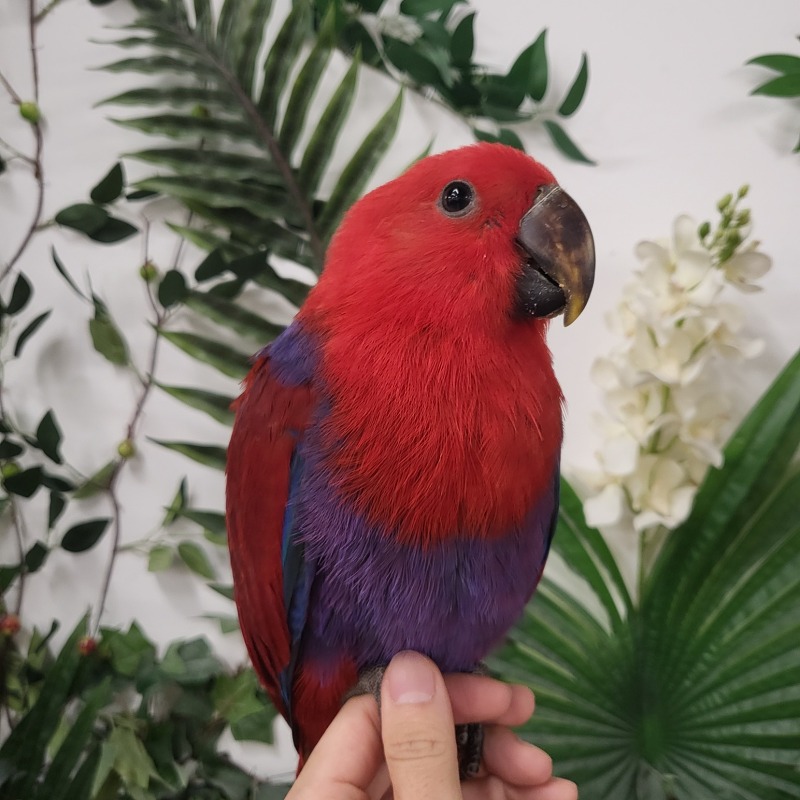 앵무새 : 다채로운 깃털과 말 모방 능력의 아름다움