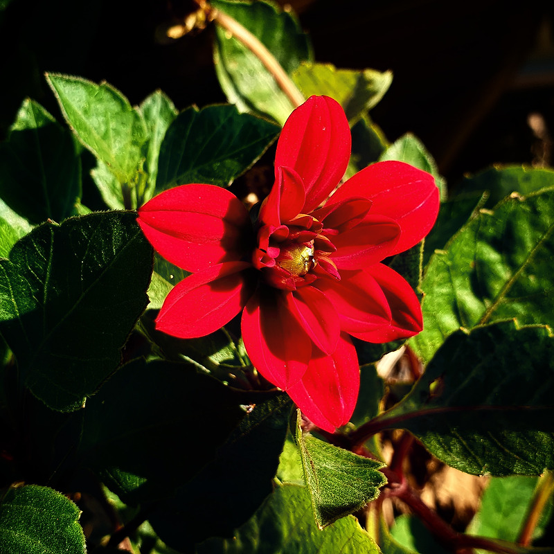 국화 종류로 보이는 꽃이 붉은 비단 같은 꽃잎을 가졌다.