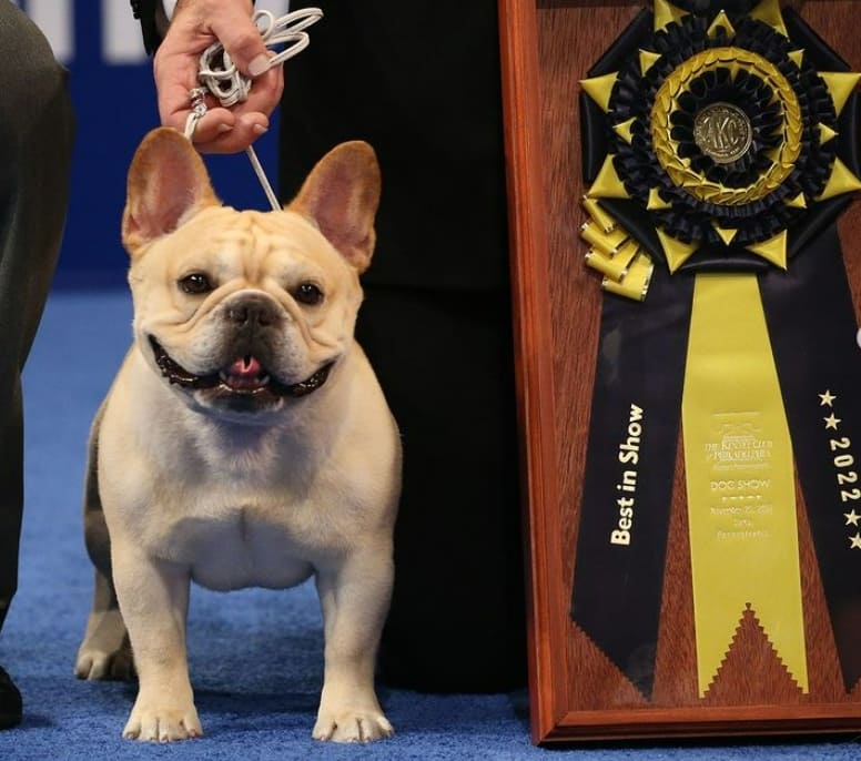 프랑스 불독 윈스턴, 2022년 내셔널 도그 쇼에서 우승하다 VIDEO: Winston the French Bulldog Wins the 2022 National Dog Show