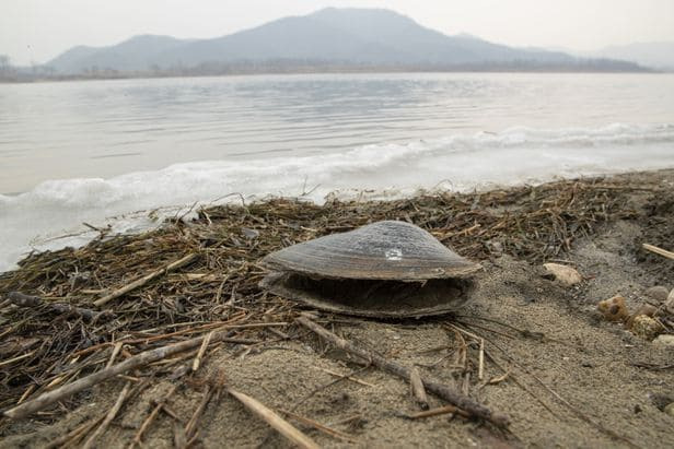 충격! 보 해체 환경부 보고서.... 