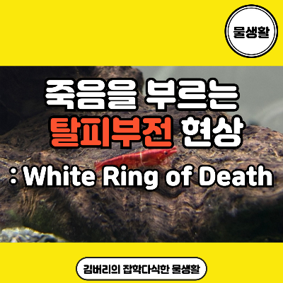 관상용 새우에서 보이는 탈피부전 증상: white ring of death