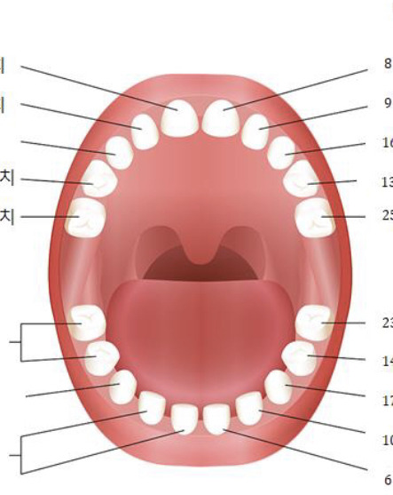 영구치 맹출 순서