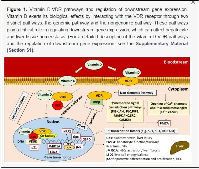 '이것' 먹으면 염증 줄일 수 있어 Vitamin D status & associations with inflammation in older adults