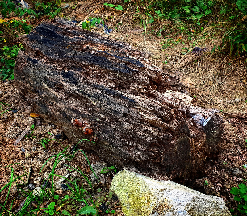 우암산 산자락 아래 썩은 나무더미