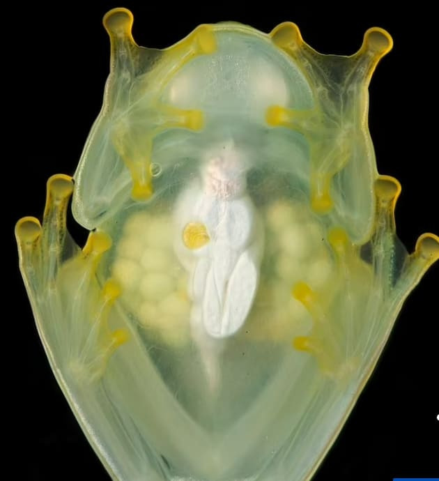 밤에 투명해지는 유리 개구리의 비밀 VIDEO:Scientists reveal secrets of glass frogs that become TRANSPARENT at night..