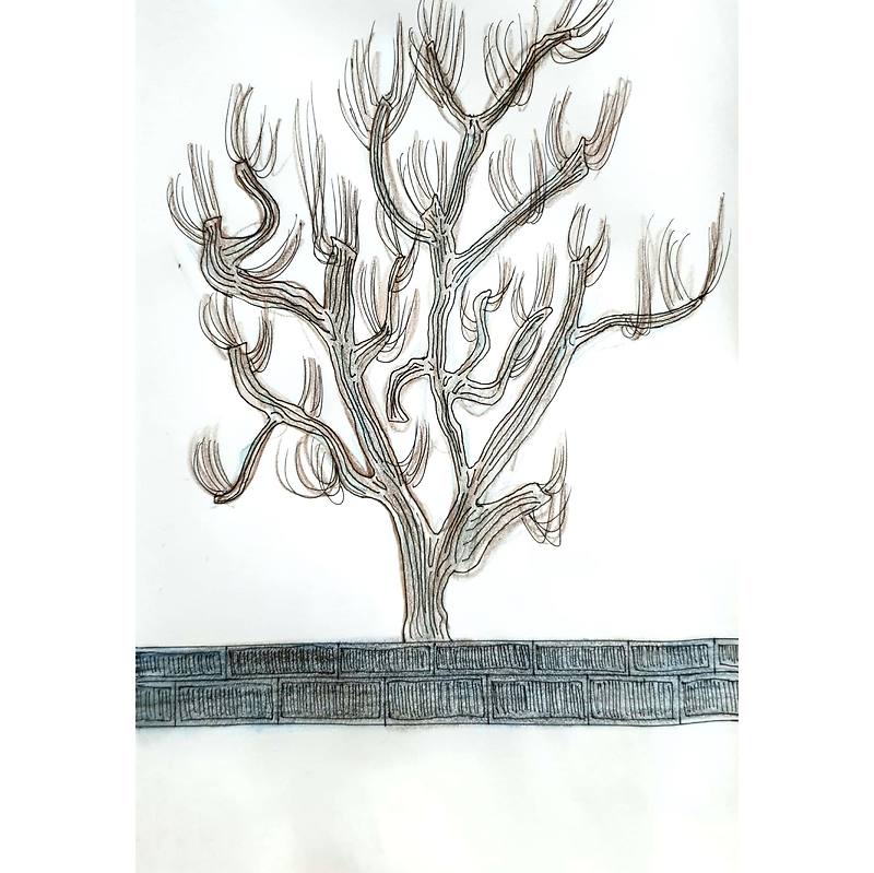 Tree 나무 / 일러스트 그림 드로잉 / 식물화 그리기