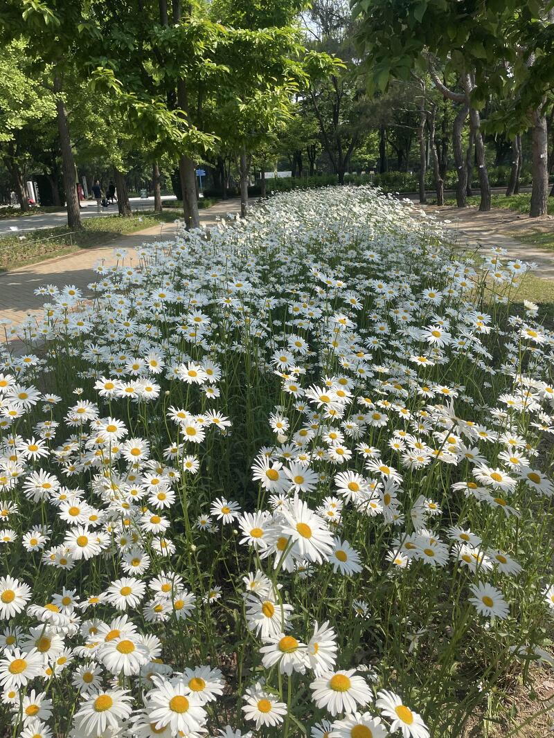 [서울숲] 5월 나들이 가볼만한 곳(샤스타데이지 위치)