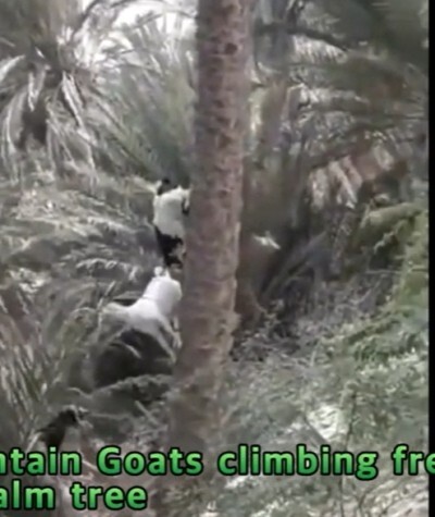 VIDEO:Pupper’s first day at school ㅣ Alaskan Malamute ㅣ Mountain Goats climbing freely on palm tree