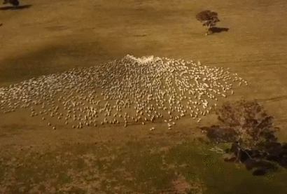 양치기가 세상 떠난 이모 그리움으로 '양떼로 만든 하트' Farmer Herds Sheep Into a Heart Shape To Express His Love and Grief