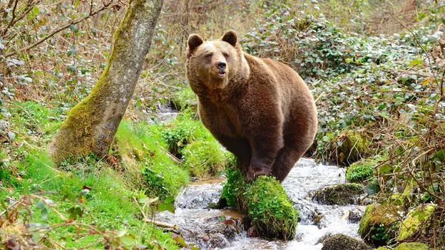 알프스의 '문제 곰' 논란: 야생 동물 재창조의 복잡한 도전