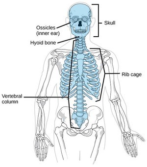 (해부학) 뼈대계통 몸통뼈대