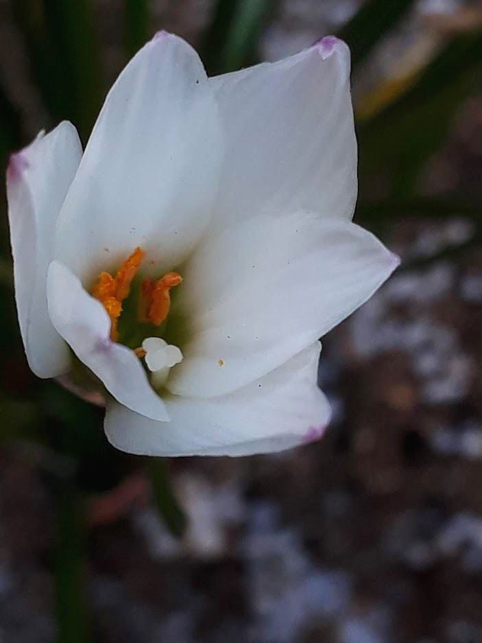 가을꽃 - 흰꽃 나도사프란