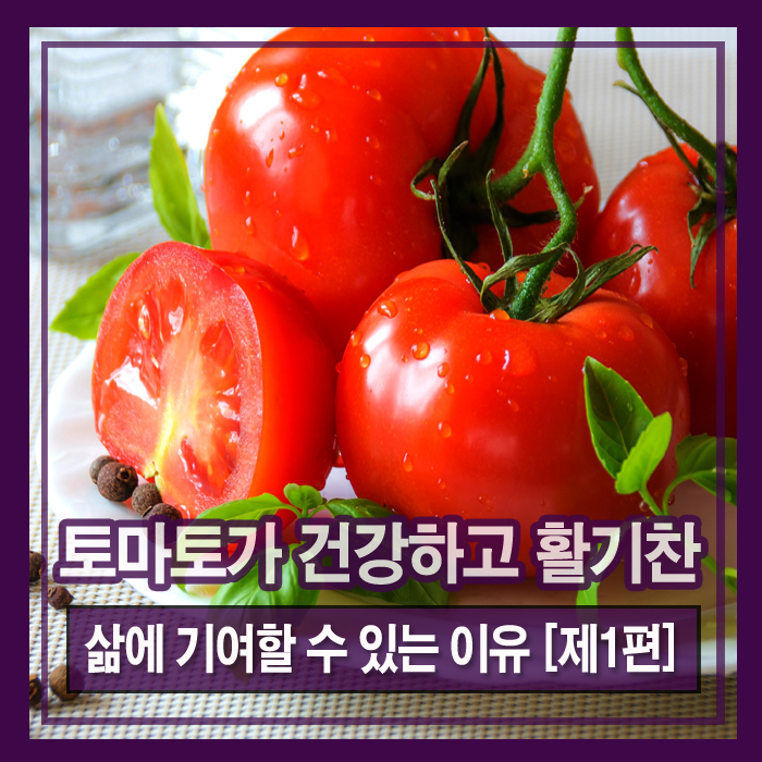 토마토가 건강하고 활기찬 삶에 기여할 수 있는 이유 [제1편]