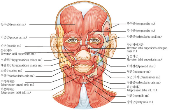 (해부학) 근육계통 얼굴 목 근육각론