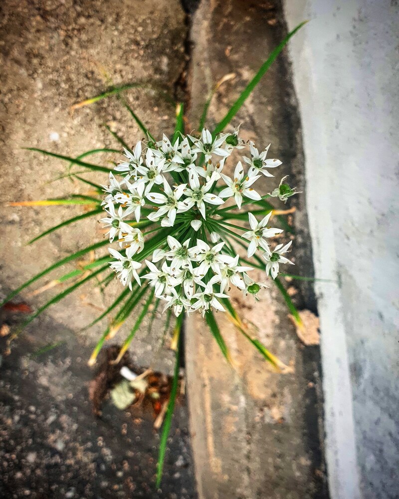 하얀 작은 꽃들