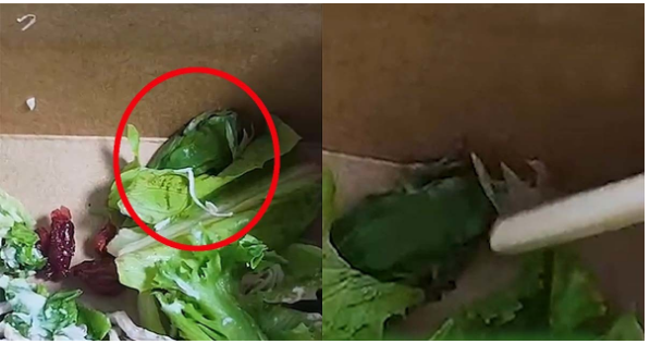 샐러디 샐러드에서 나온 살아있는 동물의 정체는 개구리