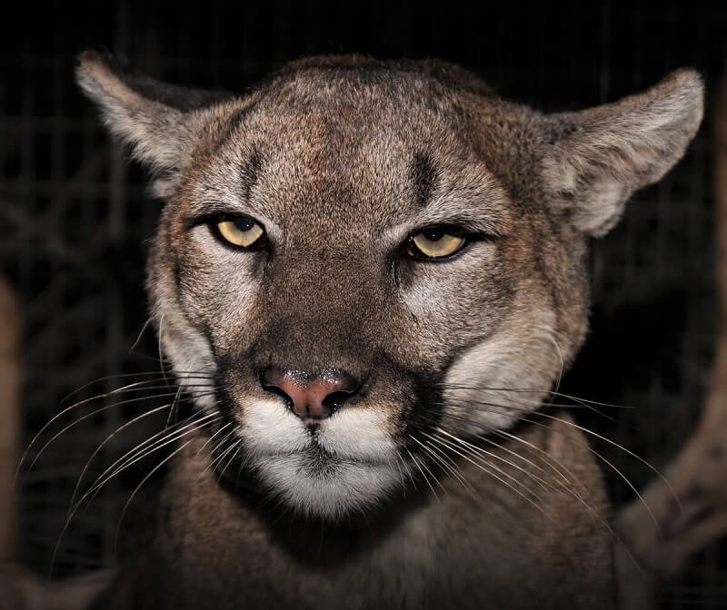 퓨마 공격으로 40m나 끌려간 아들 구해낸 엄마 VIDEO:Woman Fights Off Mountain Lion To Save 5-Year-Old Son