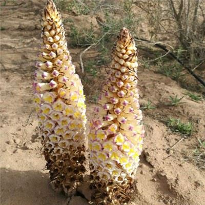 육종용 (CISTANCHE DESERTICOLA) 효능 부작용 섭취법 알고 가세요.