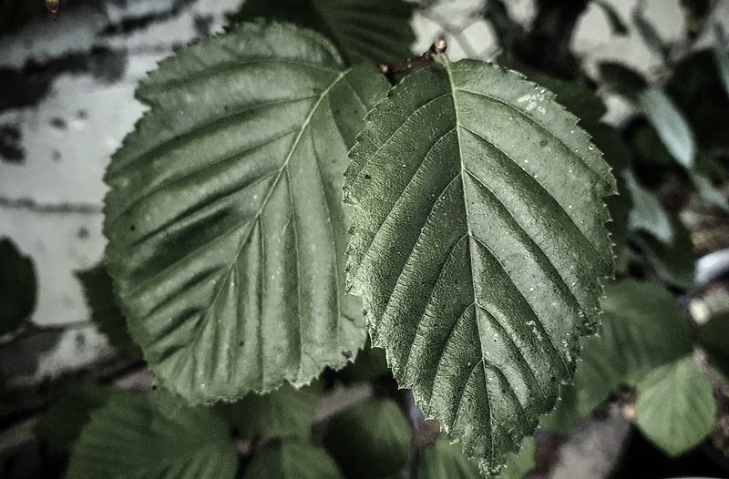 나뭇잎 잎파리 잎무늬 잎패턴 잎맥