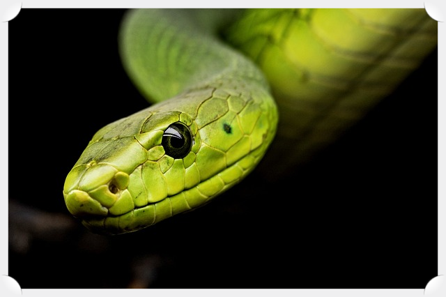 뱀의 독특한 생태계와 특징