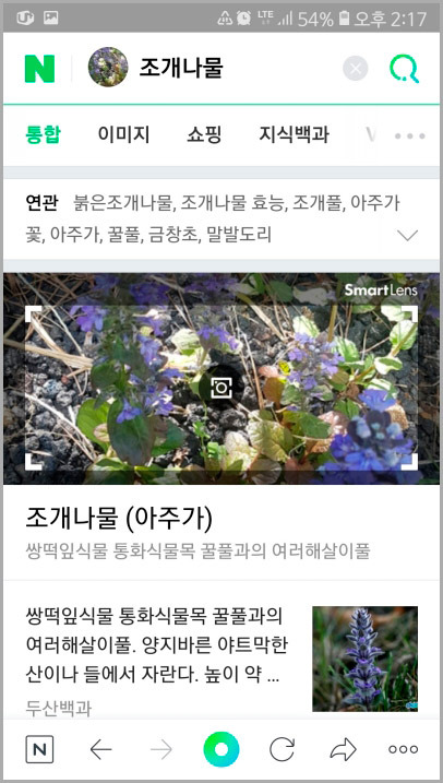 네이버 스마트렌즈로 꽃 검색, 식물 이름 찾기