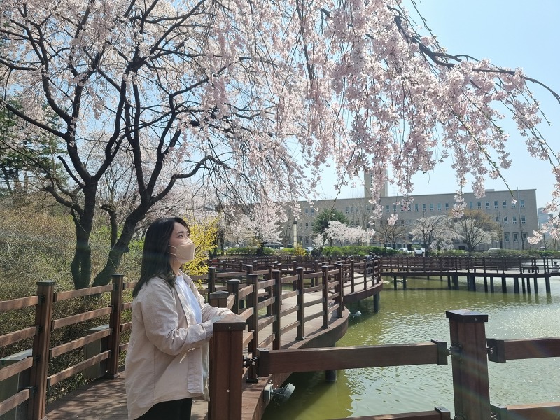 서울북부 한적한 벚꽃 구경 장소 추천 - 서울과학기술대학교