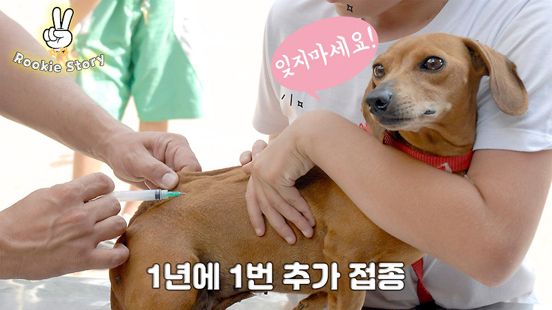 애견 의료 정보 강아지 동물병원 예방 접종 시기, 종류, 방법