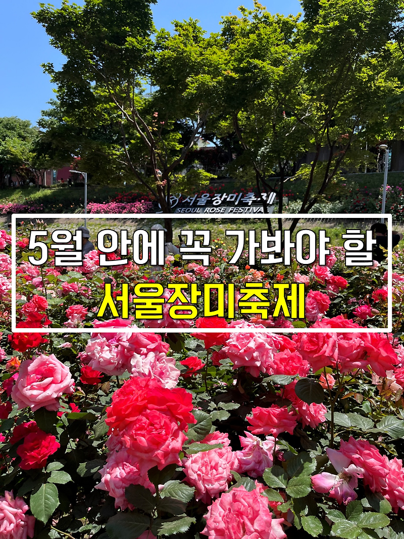 2023 서울장미축제 가는 길, 일정, 후기(중랑장미공원 가는 길 안내)