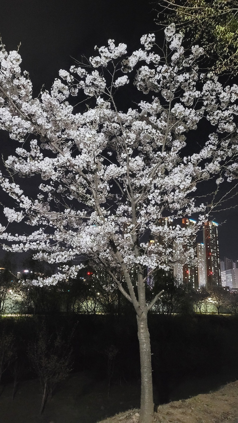 야간 벚꽃구경 하기