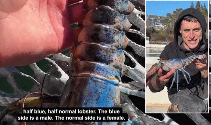 양성에 두가지 색을 가진 희귀 '랍스터' VIDEO: 'Trans' Atlantic! Rare lobster named Bowie found in Maine is two sexes and two colors