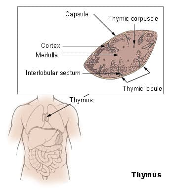 우리가 모르는 암 막아주는 장기 Not Just a “Disposable” Organ: Your Thymus May Be Saving Your Life