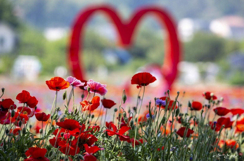 원주 용수골 꽃양귀비 축제 : 가득 핀 양귀비꽃이 주는 아름다움