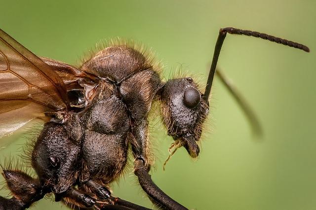 개미는 작지만 놀라운 이유
