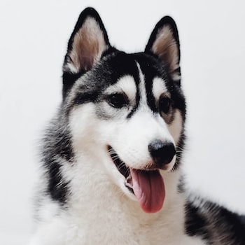 강아지의 향수 감각: 코를 통해 세상을 느끼는 강아지들의 훌륭한 후각력