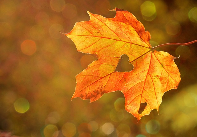 가을은 하나의 끝과 또 다른 시작, 자연의 연속된 순환을 보여줍니다.