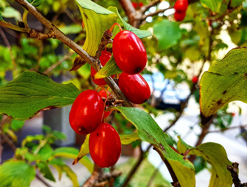 가을에 붉게 익어가는 산수유 열매