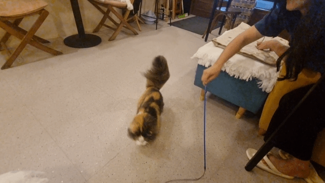 (카페추천)천안 두정동 고양이와 놀 수 있는 폴라리스카페 다녀왔습니다