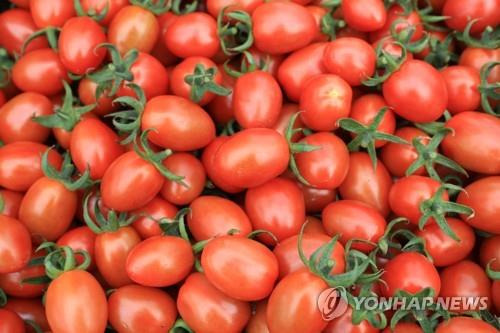 '방울토마토 구토' 충남 신종 품종서 나온 '토마틴' 원인