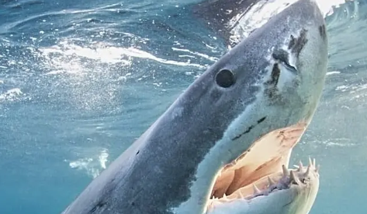 시드니항 상어 공격으로 여성 중상