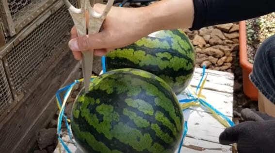 [제철 과일] 설탕 수박 고르는 법...오래 보관법 ㅣ 단 참외 고르는 법.. 보관법