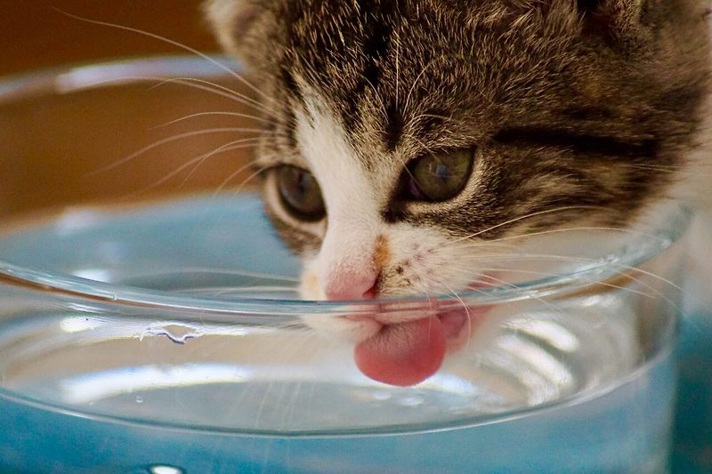 집사의 길 (3) - 고양이와 물