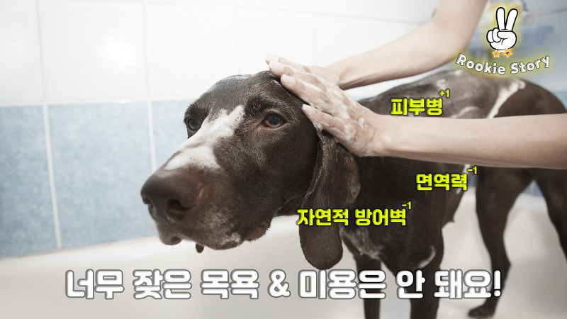 애견 의료 정보 강아지 동물병원 배넷털, 첫 목욕, 미용 시기
