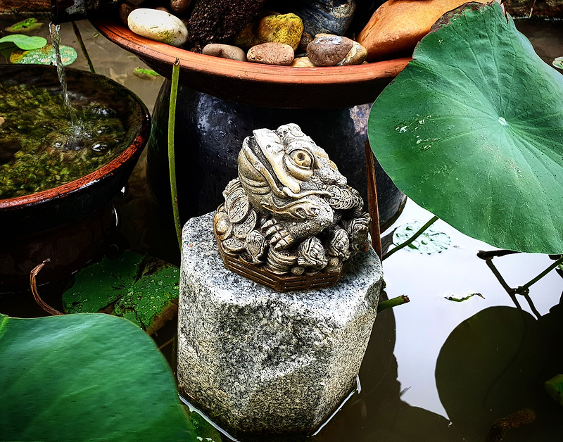 용화사의 작은 연못에 떡두꺼비
