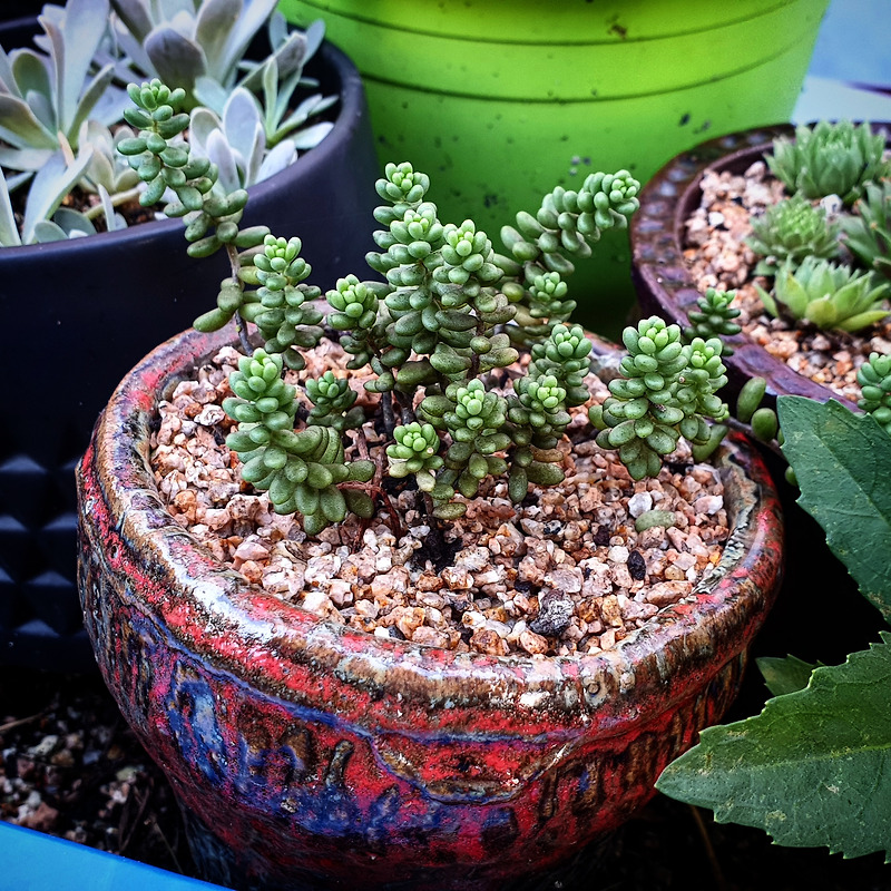 작은 화분에 작은 식물들