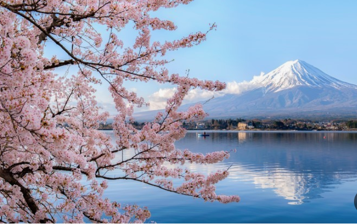 '놓치면 평생 아쉬운'일본 벚꽃 명소 BEST 3