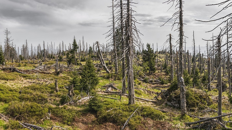 삼림 벌채: 불법 벌목의 파괴적인 영향