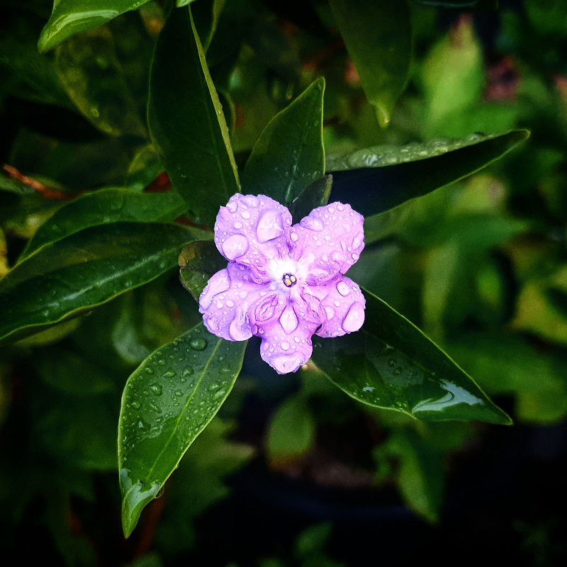 보라색 작은 꽃잎에 빗방울 가득
