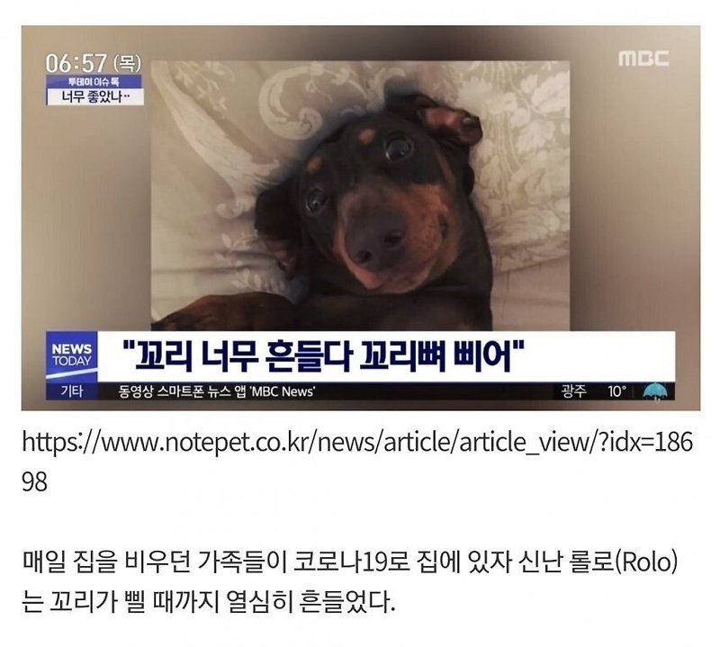 코로나가 강아지들에게 위험한 이유