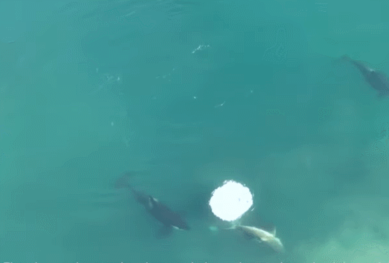 범고래에 습격당하는 백상아리 드론 영상! Watch A Great White Become an Orca's Lunch in World-First Footage
