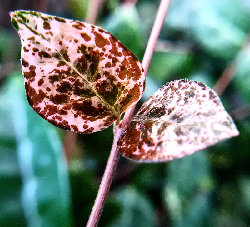 칼라풀한 잎사귀 녹색 분홍색 갈색